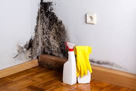 Reliable Brookfield Center, OH Mold Removal Services Solutions